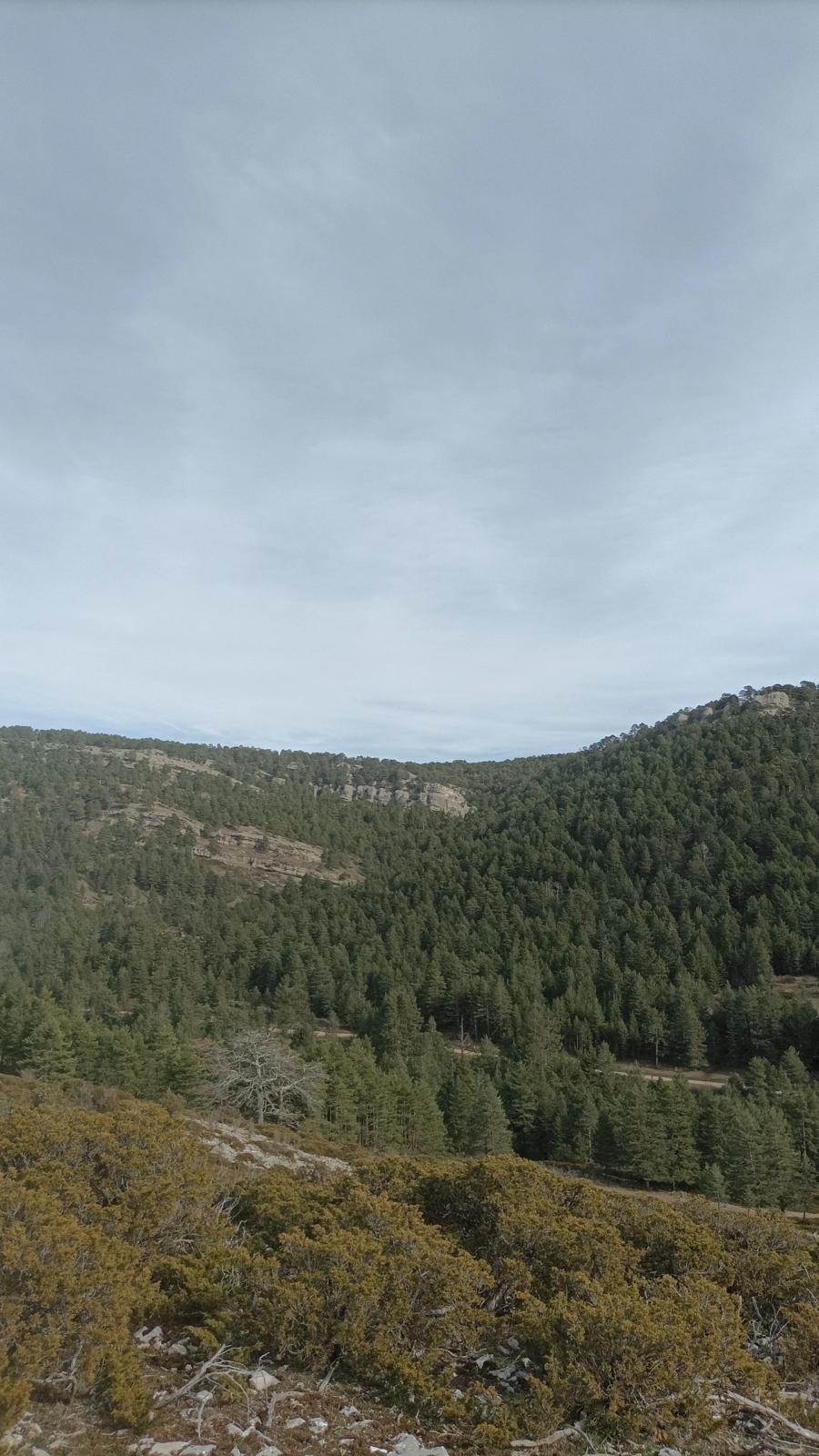 CLUB DE CAZADORES LOS ZORRAS (3)