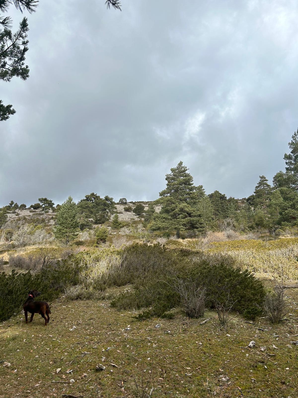 CLUB DE CAZADORES LOS ZORRAS (8)
